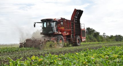 Аграрии Кантемировского района увеличат площади посевов сахарной свёклы
