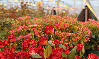 За пять лет производство цветов в России увеличилось на 68%