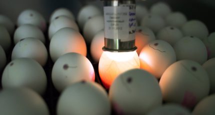 Минсельхоз ищет альтернативные пути ввоза инкубационных яиц в Россию