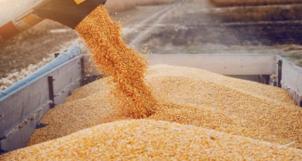 Минсельхоз предложил запретить до осени экспорт зерна в ЕАЭС