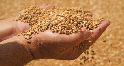 Сколько зерна хранится в российском госфонде