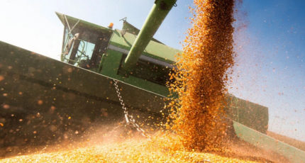 Дмитрий Рылько повысил прогноз производства пшеницы в РФ в этом году до 95 млн тонн