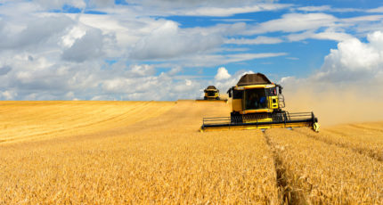 РСХБ направил свыше 15 млрд рублей на поддержку занятых производством зерновых воронежских аграриев