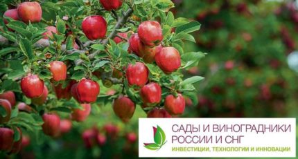 Перспективы импортозамещения плодово-ягодного сектора и виноградарства – получите бесплатный отчёт