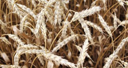 В РФ упали цены на пшеницу
