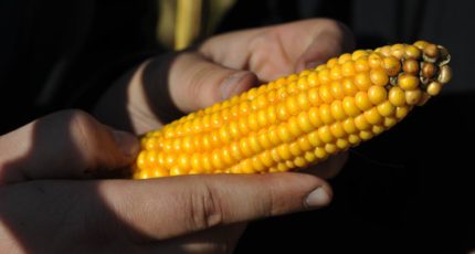 Воронежские селекционеры вывели устойчивые к холоду сорта сельхозкультур