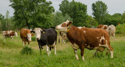 Перспективы молочного скотоводства – до 1,6 млн тонн молока дополнительно