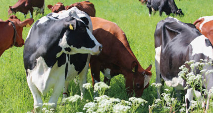 Семинар «Современные направления развития молочного скотоводства Республики Беларусь и Российской федерации»