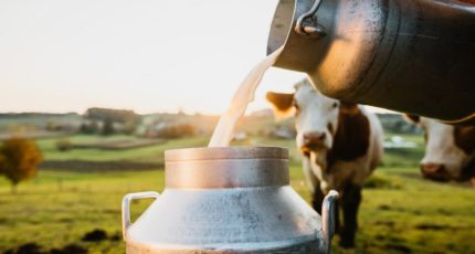 Объём реализации молока в сельхозорганизациях вырос на 3,1%