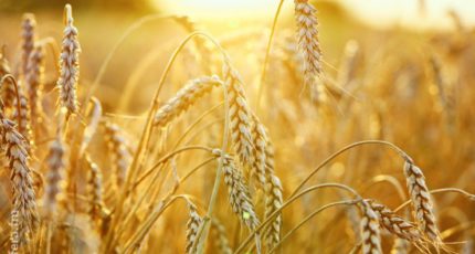 Новые ставки вывозных таможенных пошлин снижены на все культуры зерновой группы