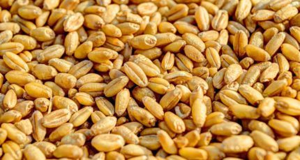 Египет платит за пшеницу самую высокую цену