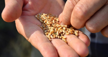 Минсельхоз обсуждает вопрос запрета импорта семян из ЕС и США