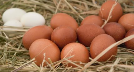 Производство мяса птицы и яиц в России превышает спрос минимум на 3% — НСП