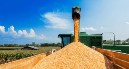 Российское зерно пользуется спросом, несмотря на растущие затраты