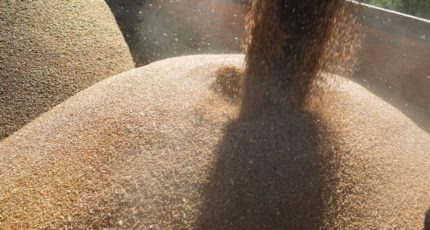 Урожай зерна в этом году может приблизиться к рекордному