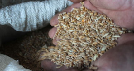 В России возобновился рост цен на пшеницу