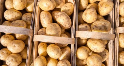 Положительные прогнозы на производство картофеля в России