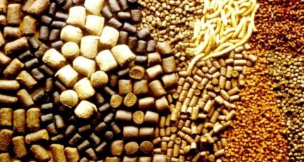 В РФ создадут кормовой фонд по типу зернового
