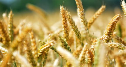 Россия победила на мировом рынке пшеницы