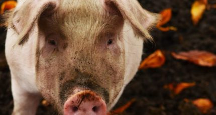 Свиноводы в РФ жалуются на потерю рентабельности из-за цен на свинину, которые не покрывают их затрат