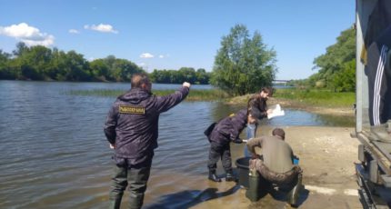 В Воронежской области выпустили 6,6 тыс мальков толстолобика в реку Дон