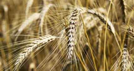 В 2022 году Россия станет единственной страной с гигантским урожаем зерна