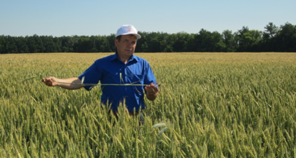Повышение эффективности выращивания яровой пшеницы в Центрально-Черноземном регионе