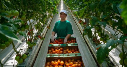 Более 1500 новых рабочих мест создаст до конца 2022 года агрохолдинг «ЭКО-культура» за счет запуска новых тепличных площадей