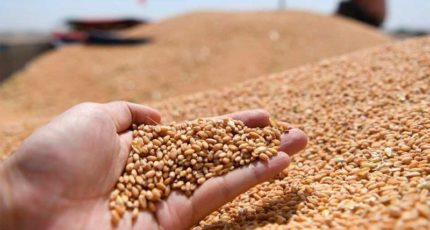 РФ в этом сельхозгоду снизила экспорт зерна на 11% до 42,7 млн т