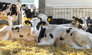 Объём реализации молока в сельхозорганизациях вырос на 2,2%