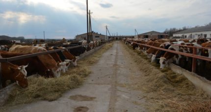 Россошанский фермер получил на развитие животноводства 24 млн рублей субсидии