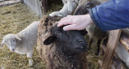 Воронежским производителям компенсируют затраты на разведение овец и коз