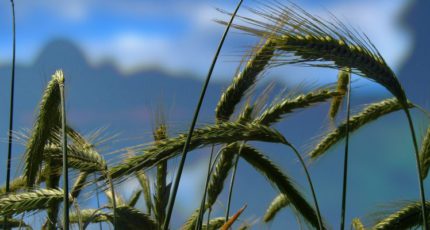 РФ экстренно повысит пошлины на пшеницу на 10%