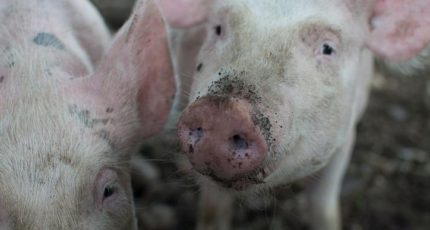 Индустриализация свиноводства порождает новые опасные варианты болезней