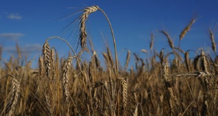 Начало уборки нового урожая обрушило цены на зерно в РФ