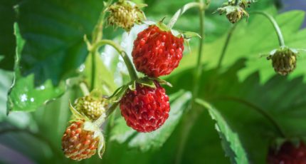 Российские аграрии закрывают потребность рынка в ягодах