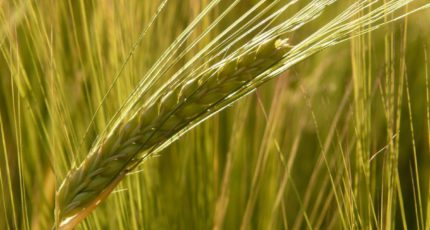 Российские аграрии собрали 1,1 млн тонн зерна урожая