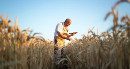 АККОР: Фермеры попросили об отмене обязательной регистрации в системе ФГИС «Зерно»