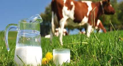Союзмолоко ожидает выхода молочной отрасли на самообеспечение в течение пяти лет