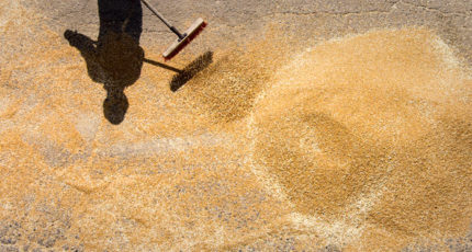 Минсельхоз сообщил о росте урожайности пшеницы почти на 24%