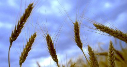 Правительство Сербии разрешило экспорт пшеницы и растительного масла