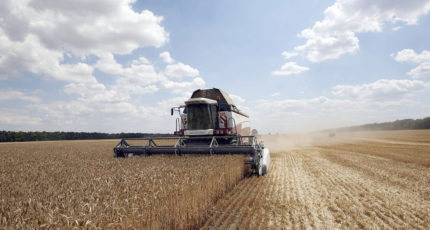 Состояние посевов озимой пшеницы и особенности её уборки в 2022 году