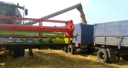В РФ уже собрали 5,5 миллионов тонн зерна