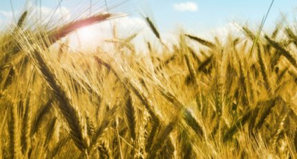 ИКАР: урожай зерна может составить рекордные 138,5 млн тонн