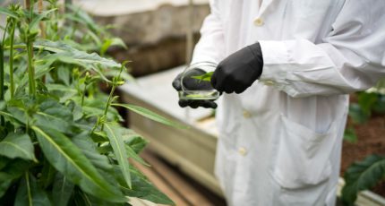 Россельхознадзор будет контролировать хранение пестицидов на временных складах