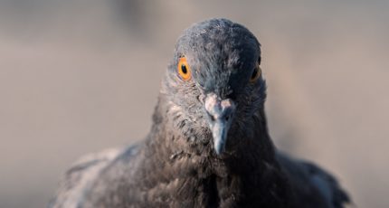 Ветспециалисты напомнили об опасности голубей из-за орнитоза