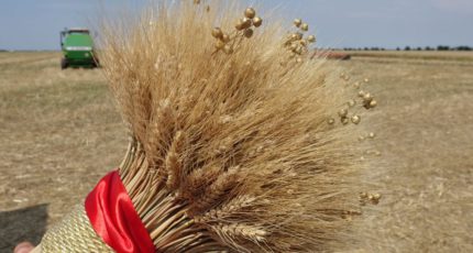 Поздравление аграриям Кантемировского района с завершением уборки озимой пшеницы
