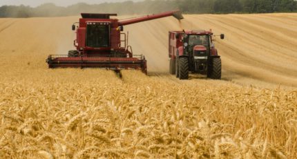 Аграрии отметили снижение качества зерна
