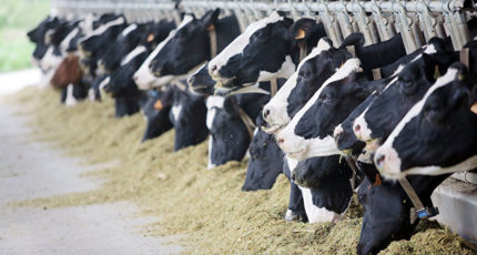 Рынок России пополнился более чем 500 импортерами продукции животноводства
