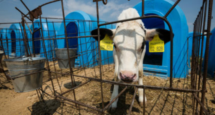 Минсельхоз может начать субсидировать откорм бычков молочных пород